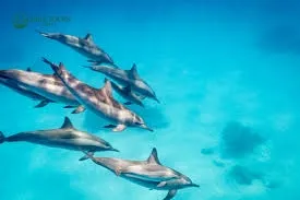 Dolphin House Speedboat Trip - Hurghada